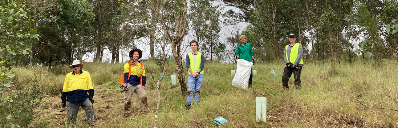 Image of a group of people regenerating the bush